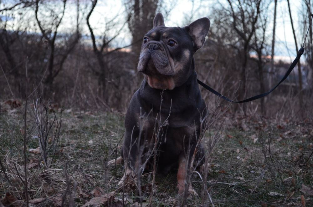 Французский бульдог.Вязка.Голубой тан
