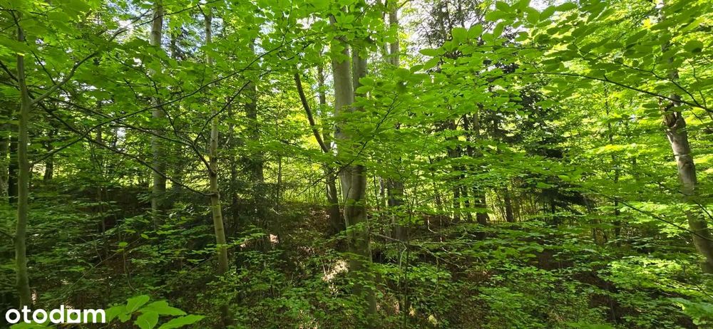 Syndyk sprzeda nieruchomość gruntową niezabudowaną (gm.Ujsoły; Glinka)