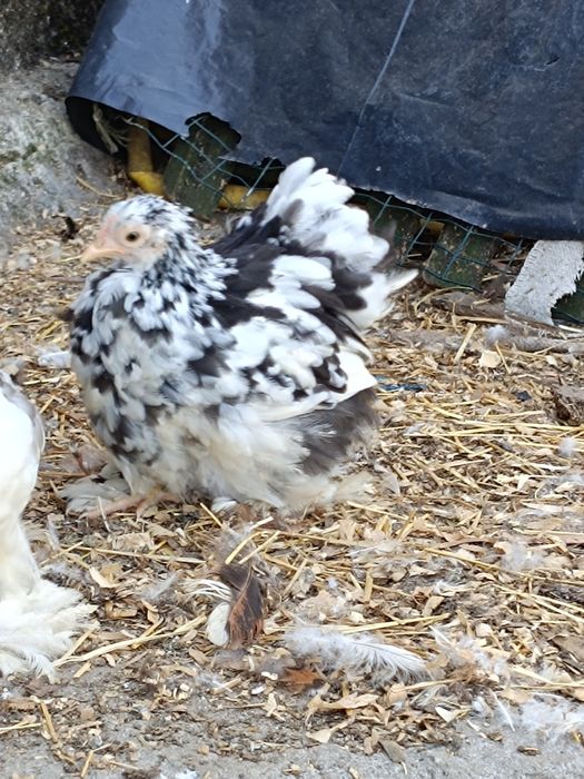 Fêmea Pekin white mottled