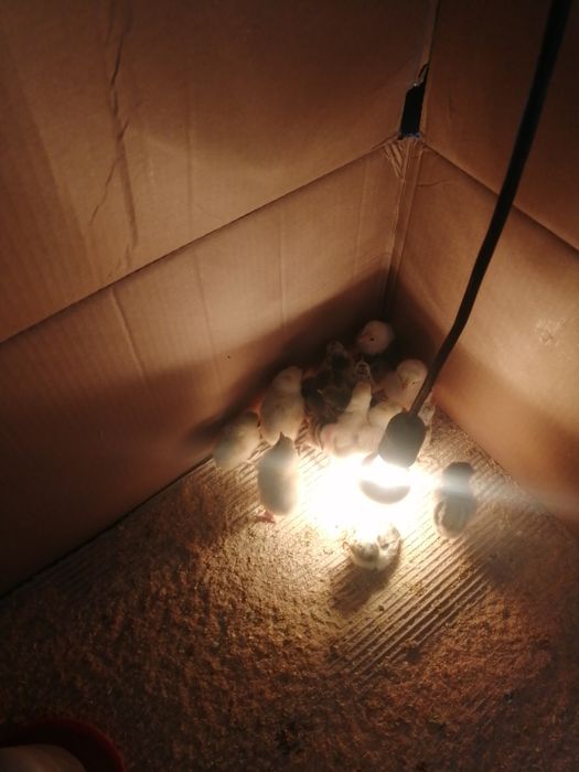 Galinhas de várias espécies