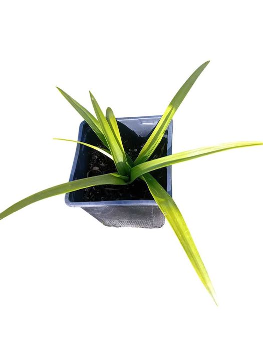 Ornithogalum (Beijinhos de Mae) lote de 5 plantas