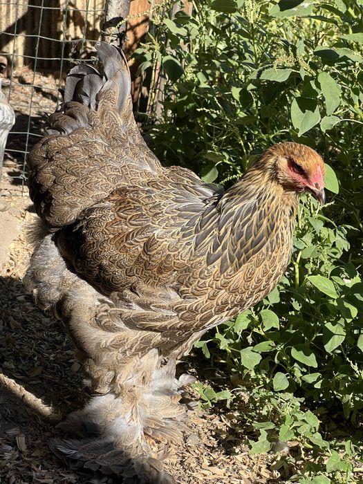 Brahma perdiz femea