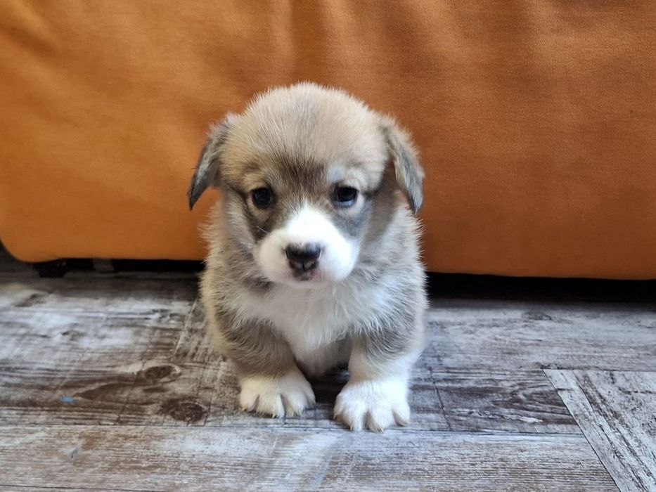 Продам щенков Вельш Корги Пемброк (цуценята Вельш Коргі Пемброк)