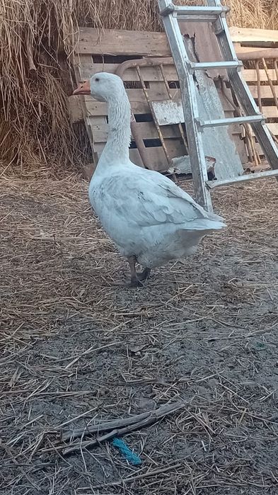 Vários animais galinhas, perus, cordonizes,  garnizas , patos, gansos