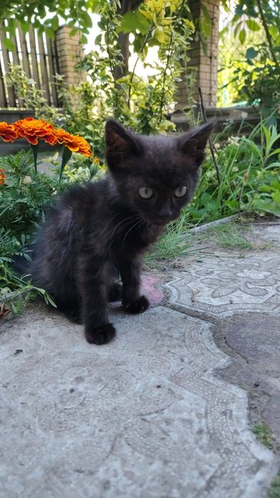Віддам котика в добрі руки