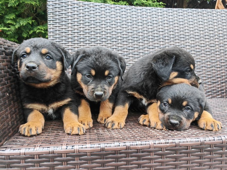 Rottweiler z metryką