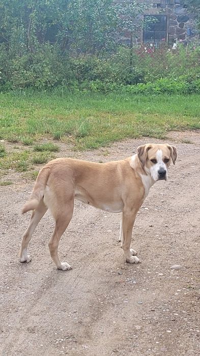 PIES dwuletni ,spokojny do adopcji.