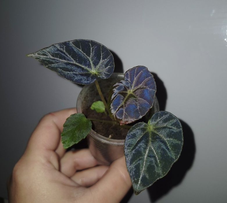 Колекційні бегоніі