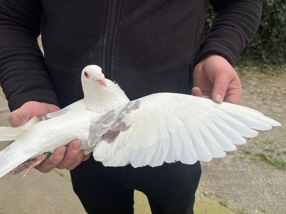 Gołąb pocztowy samiec