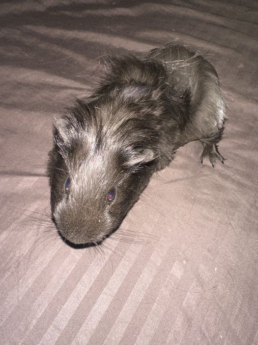 морские свинки мальчики девочки