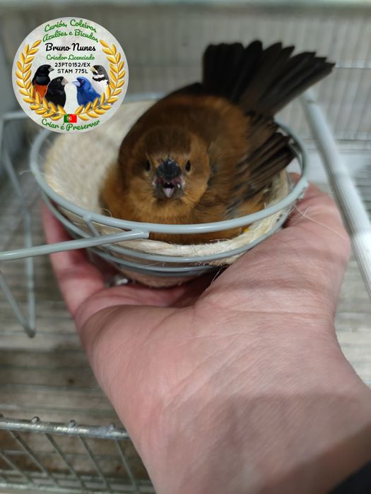 Azulão do Brasil (Cyanocompsa brissonii)