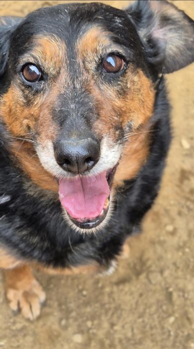 Szukamy domu dla cudownej suczki!