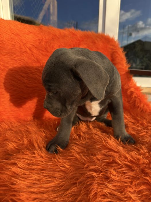 Дівчинка кане-корсо сіренька 2м