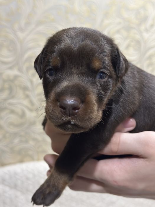 Неймовірні цуценята добермана FCI