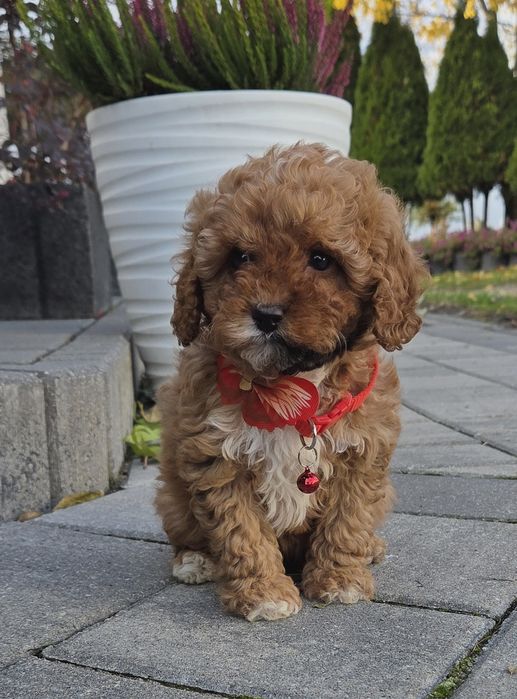 Cavapoo Sunia F1B