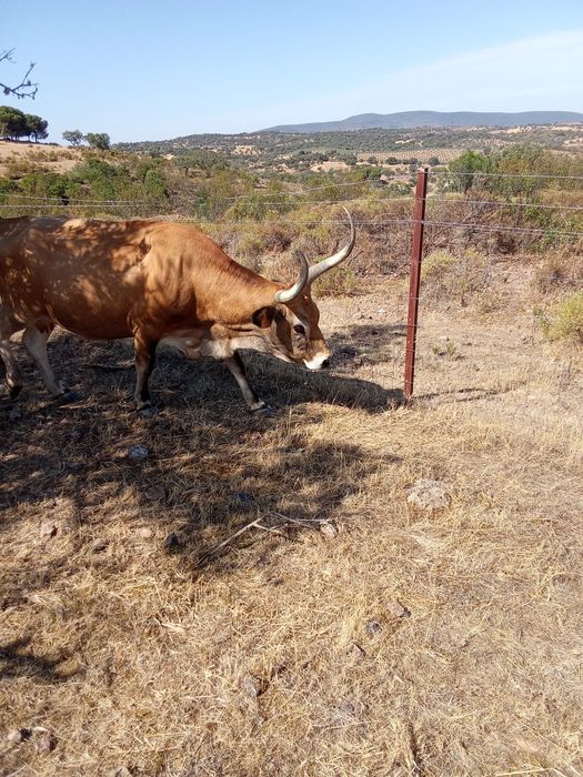 Vaca Cachena parida com Vitela
