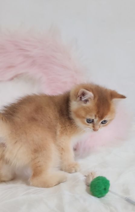 Шотландська золота шиншила