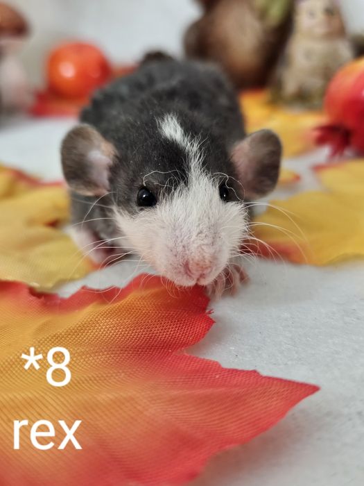 Szczur szczury szczurki