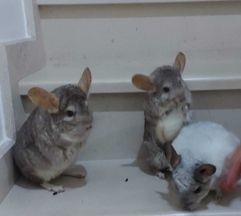 animais acessórios