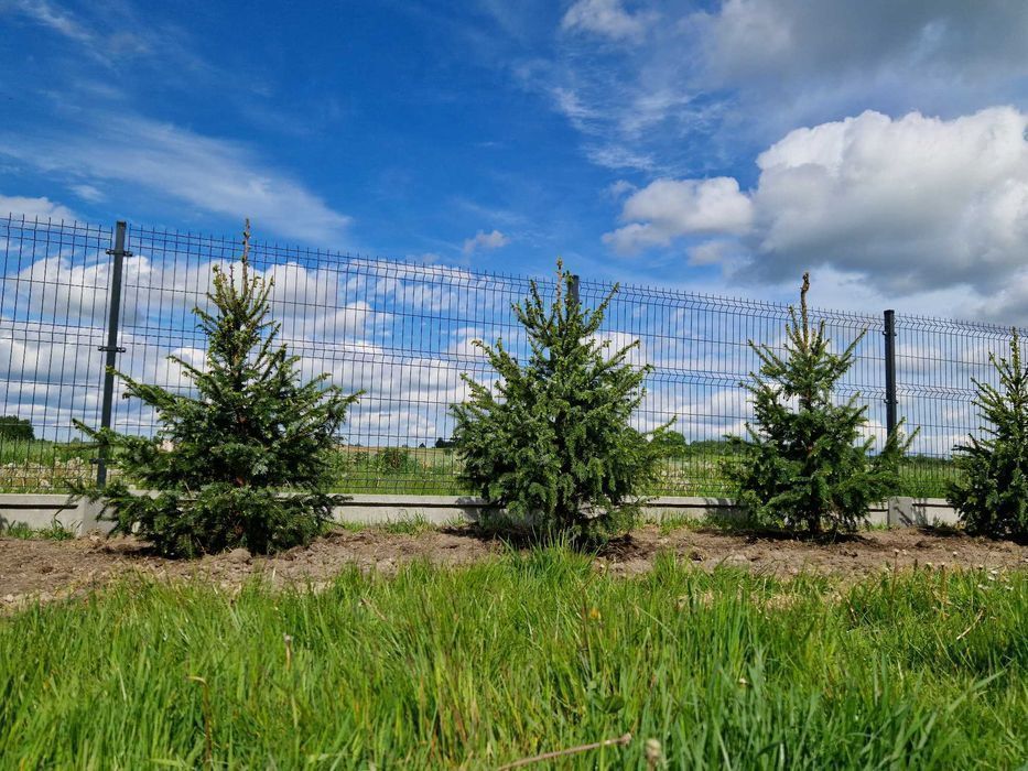 Świerk serbski, Picea OMORICA wys.200-230cm Usługa sadzenia