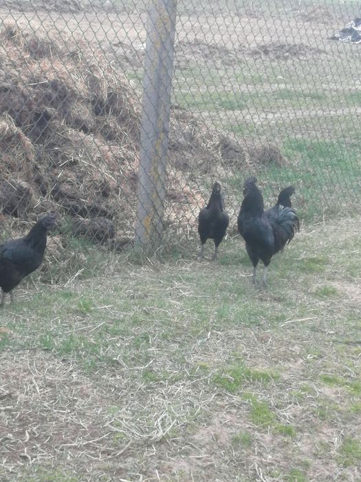 Ayam cenami jaja legowe