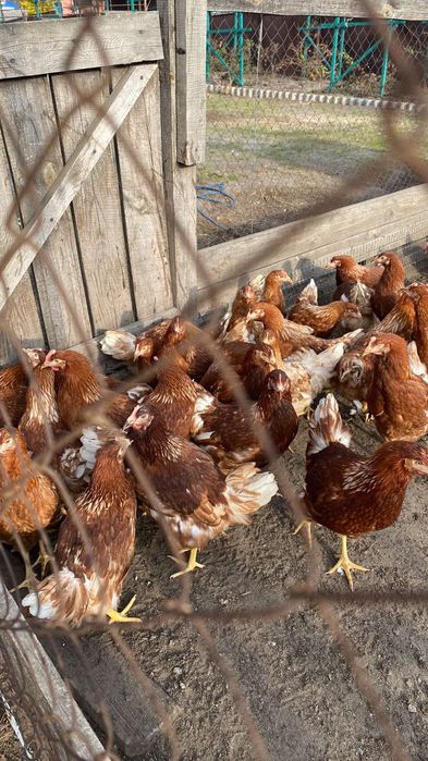 Куры петухи и молодка !!!