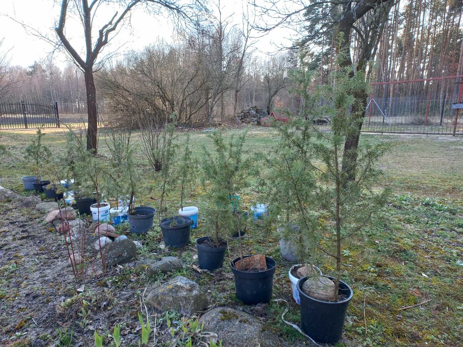 Jałowiec pospolity w doniczce - dobrze znosi susze: 80 cm wysokości