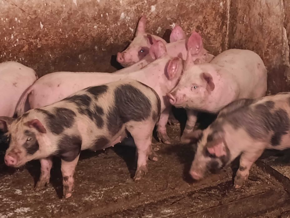 Продам поросята м'ясних порід на відгудівлю від 18 до 22 кг