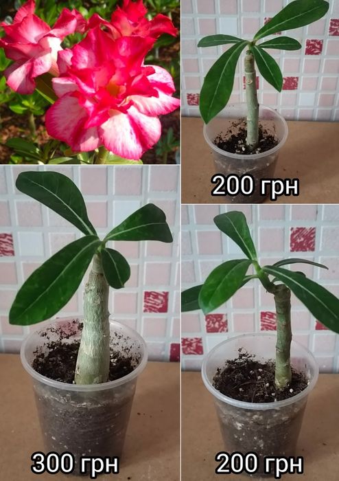 Адениум белый махровый Snow White