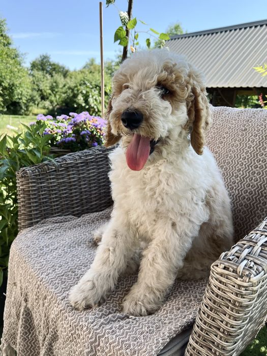 Pudel standard, królewski.  Umaszczenie Lagotto Romanolo - bianco/arancio
