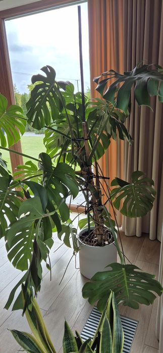 Monstera Sprzedam