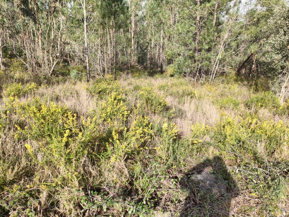 Terreno na Almagreira Construtivo