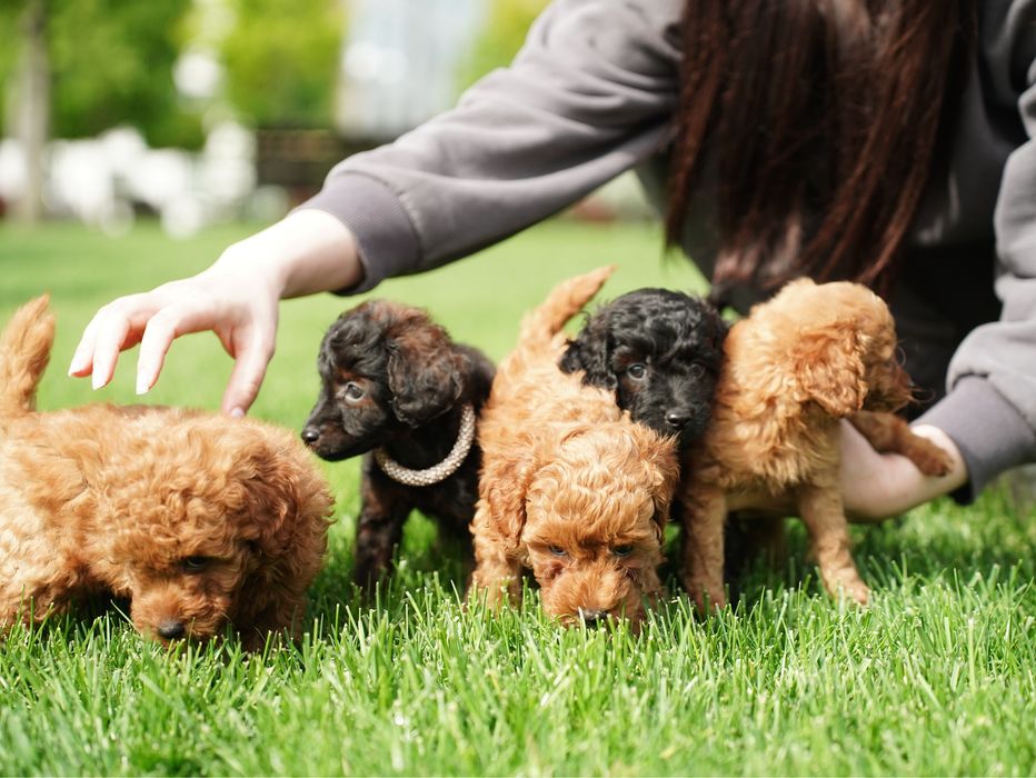 Хлопчик мальтіпу — добрий, грайливий та вихований