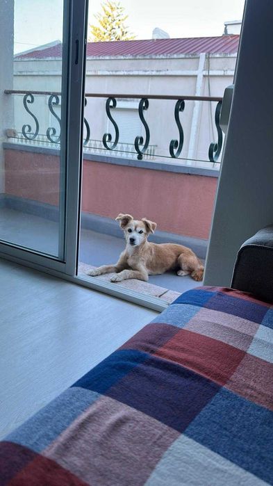 Dog Sitting, Day Care & Dog Walking — Almada, Cacilhas & Lisbon