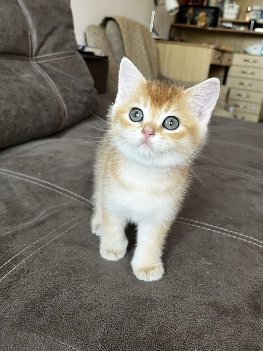 Золота шиншила. Хлопчик.