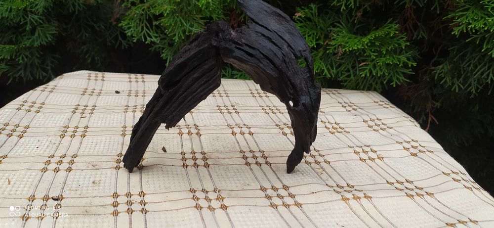 Korzeń mangrowca -tonący!