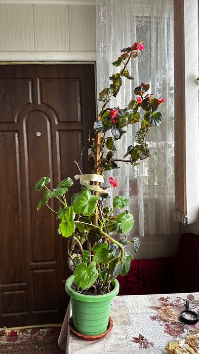 Вазон герані (калачик)