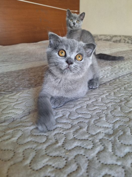 Scottish  fold  fêmea