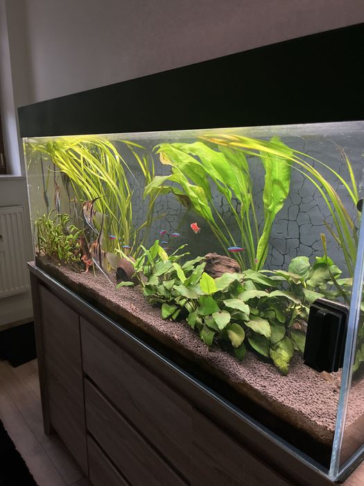 Akwarium 300 l z życiem Pilne