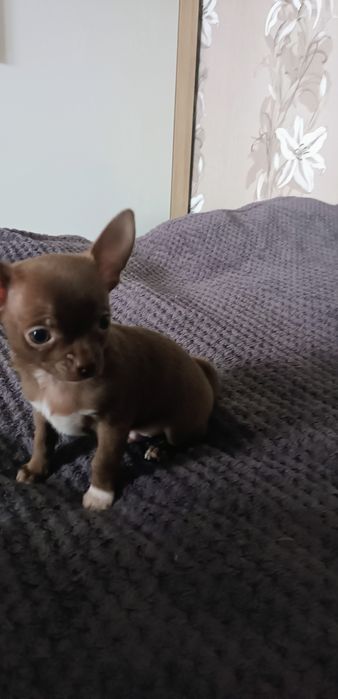 Chihuahua krótkowłosa