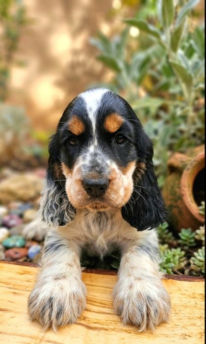 Cocker Spaniel Angielski - przepiękny piesek Blue Roan Tan