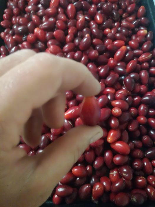 Dereń jadalny przetwory