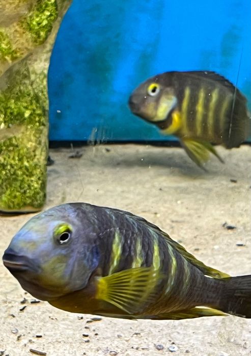 Tropheus Lukuga F1 po rodzicach z odłowu!