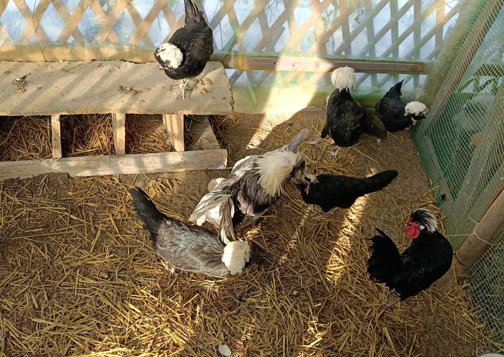 Jajka lęgowe na sprzedaż