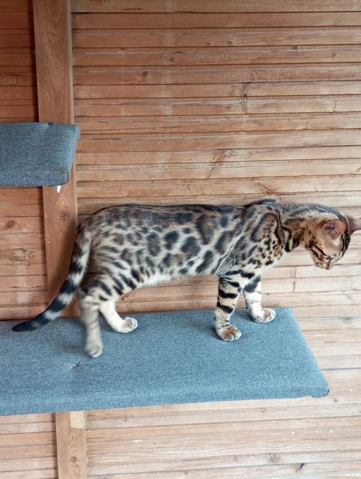 Kotek bengalski samiec gotowy do odbioru