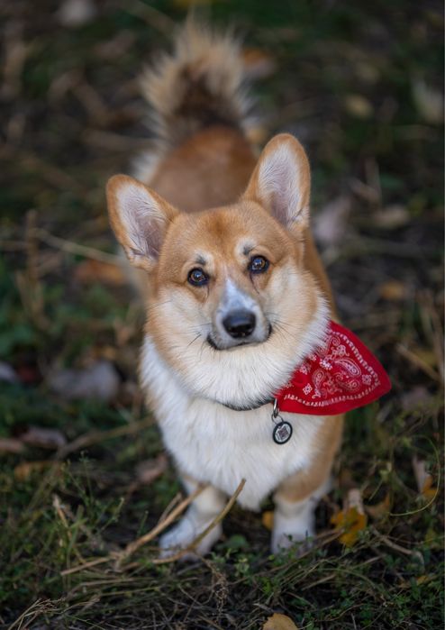 Вельш Корги Пемброк вязка бобтейл