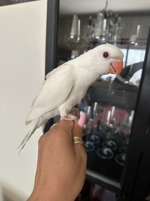 Ring Neck Domesticado