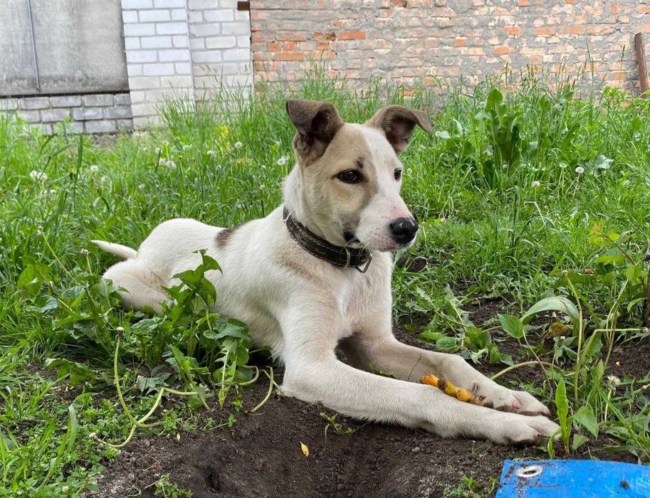 Собака віддається у найкращу родину