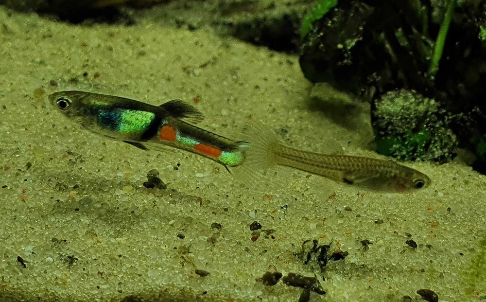 Gupik Endlera El tigre. Czysty szczep/linia. Dzika forma.