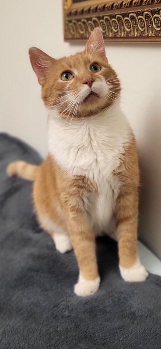 Котик Томчик шукає дім!
